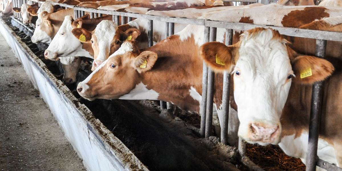 V rumunskom hovädzom mäse zistili chorobu šialených kráv