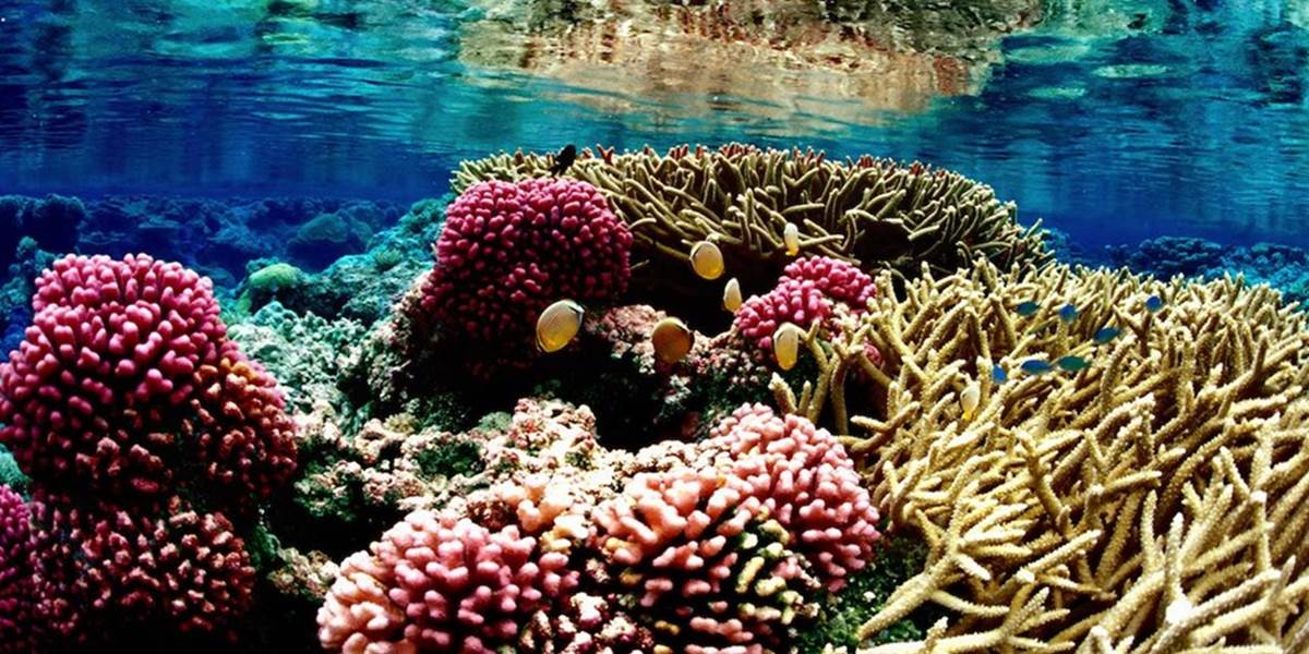 Šok: Karibské koralové útesy môžu zmiznúť v priebehu 20 rokov