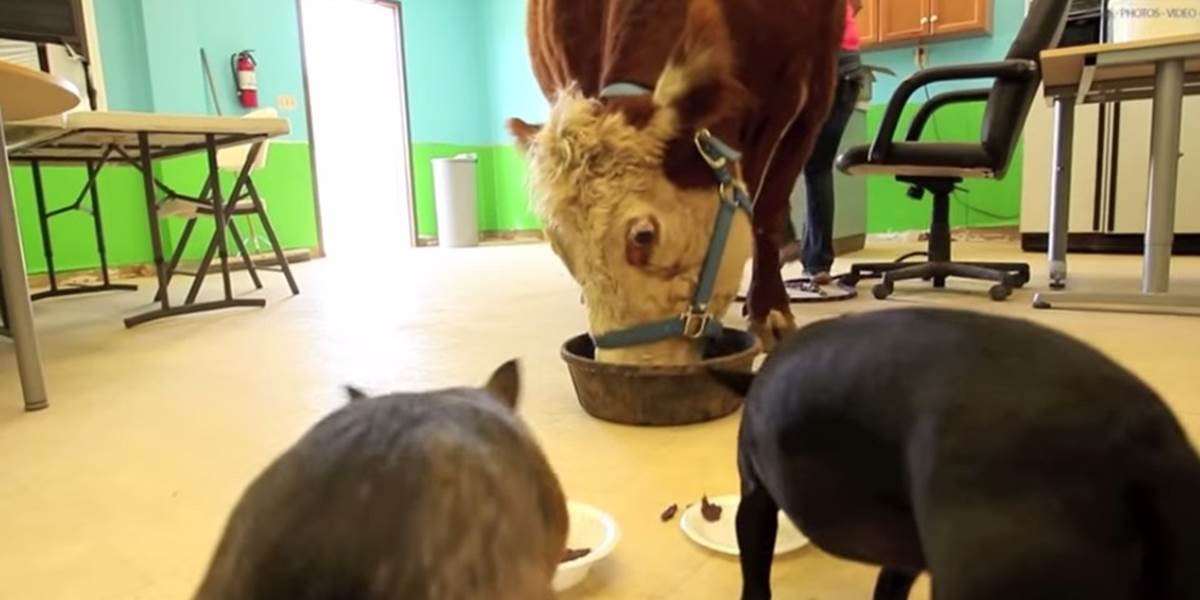 Neuveriteľné VIDEO: Krava si myslí, že je pes!