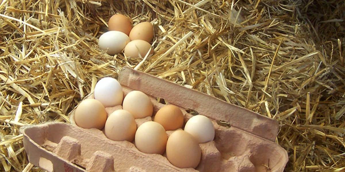 Prieskum: Produkcia konzumných vajec v roku 2013 v SR medziročne klesla o 15,1 %