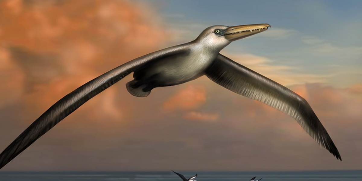 Popísali fosíliu najväčšieho lietajúceho vtáka