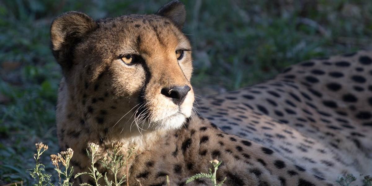 V viedenskej zoo sa už po druhý raz v tomto roku tešia z gepardích mláďat