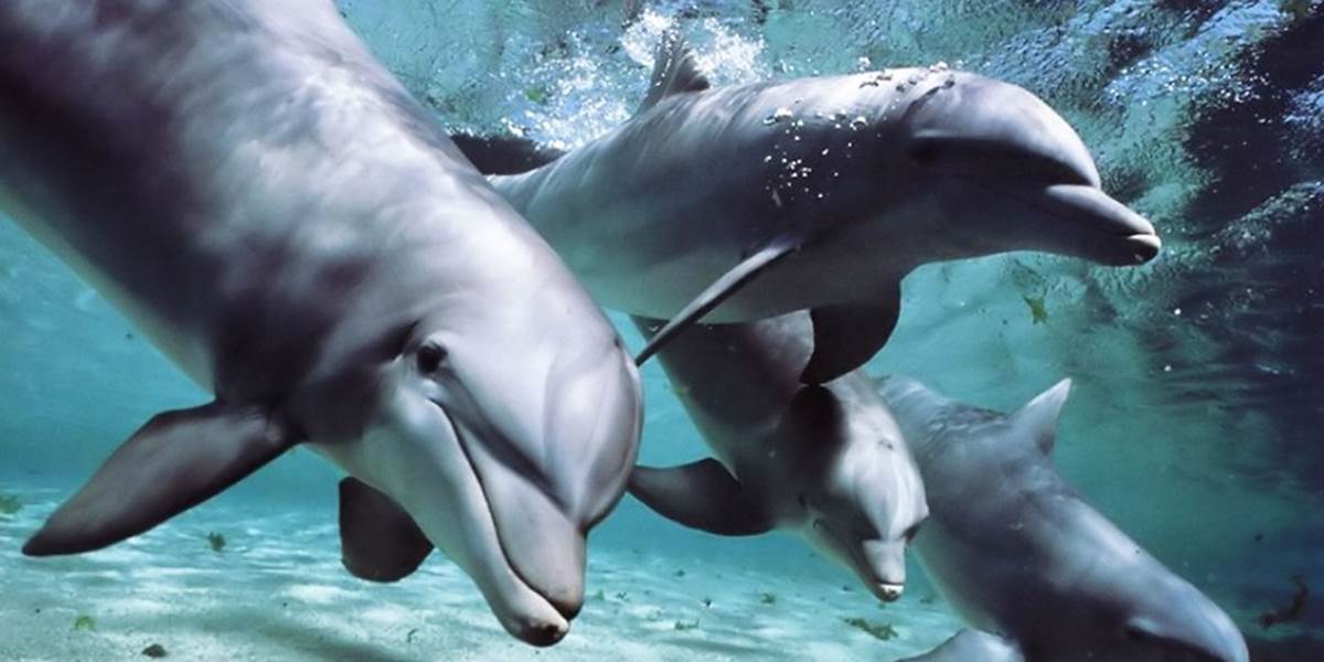 Pri pobreží Walesu sa zvýšil počet útokov delfínov na sviňuchy