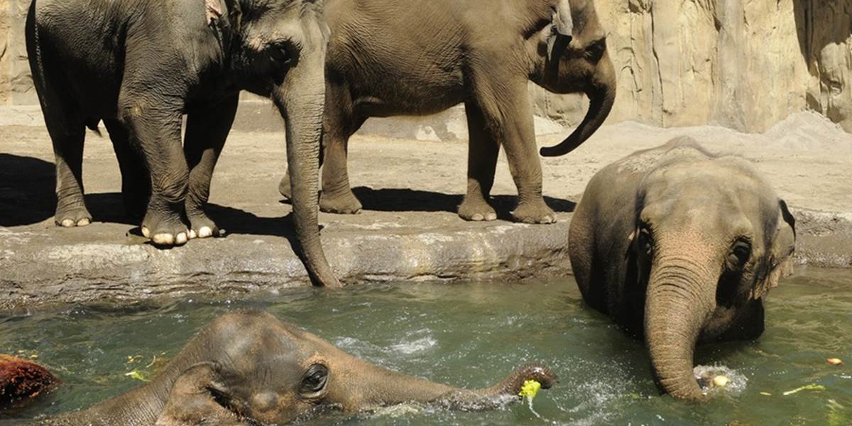 Zvieratá v zoologických záhradách znášajú letné teploty rôzne
