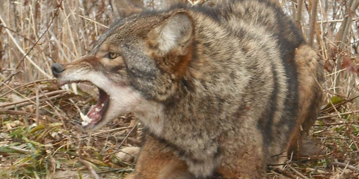 Statočná dôchodkyňa: Odohnala kojoty a zachránila susedovho psa