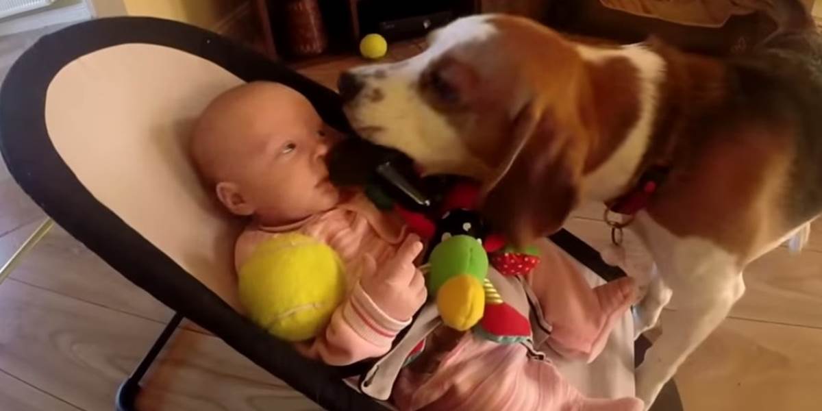 Rozkošné VIDEO: Pes chcel rozveseliť plačúce bábätko!