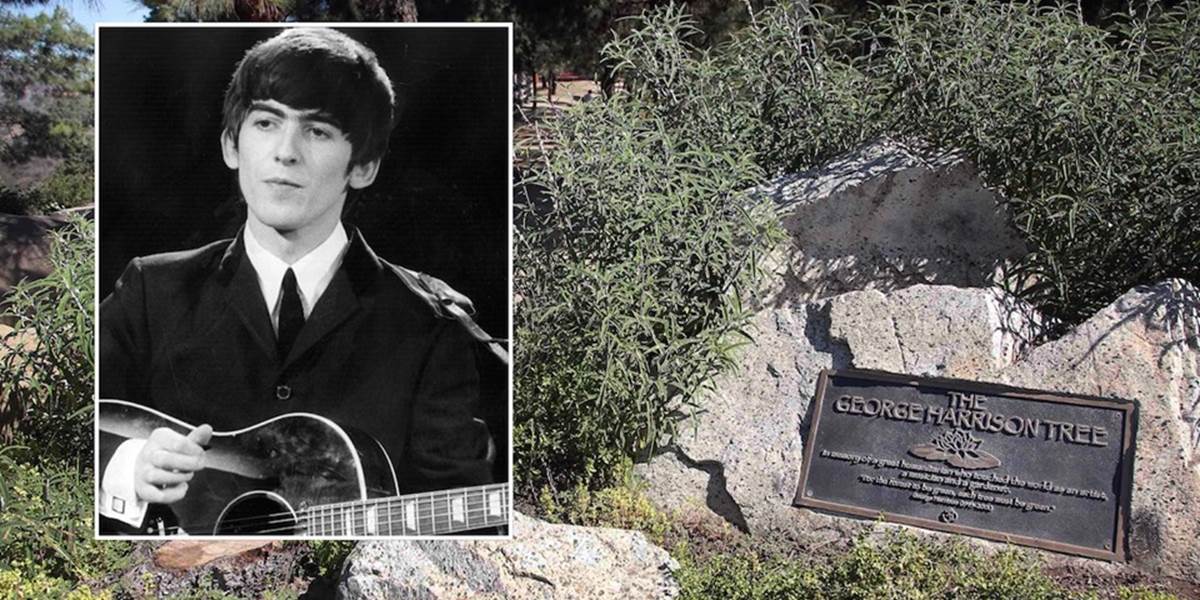 Pamätný strom Georgea Harrisona z Beatles zničili chrobáky