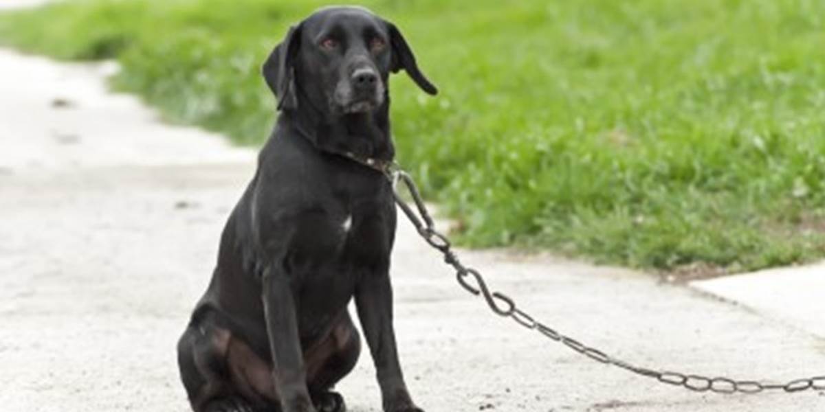 Sloboda zvierat chce zakázať držanie psov na reťazi