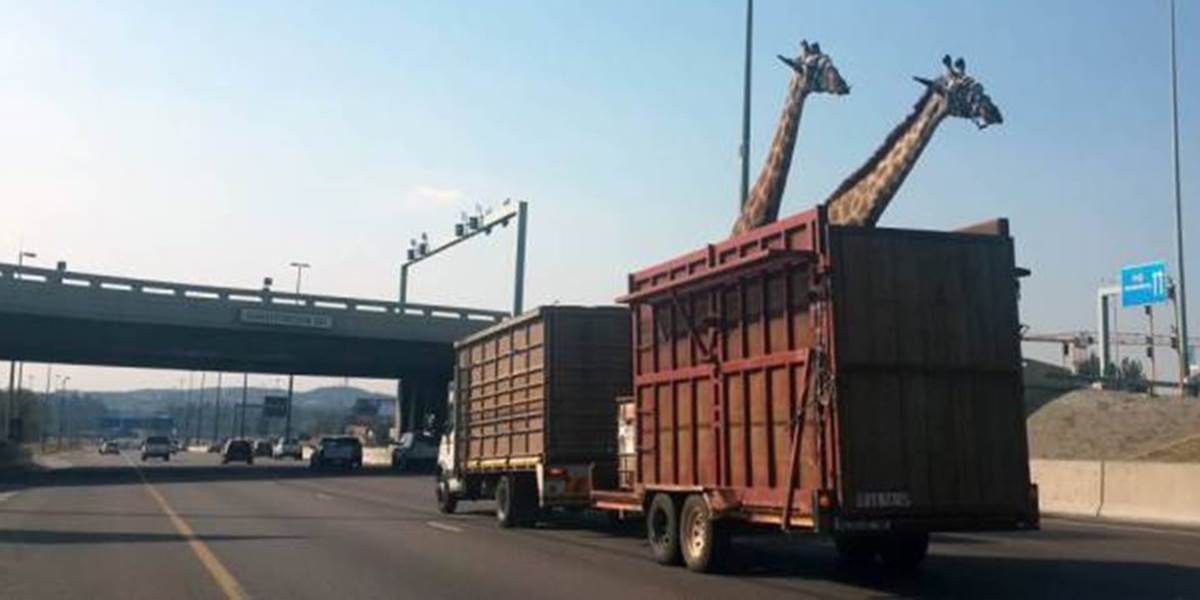 Šokujúce FOTO: O niekoľko sekúnd žirafa neprežila náraz s mostom!