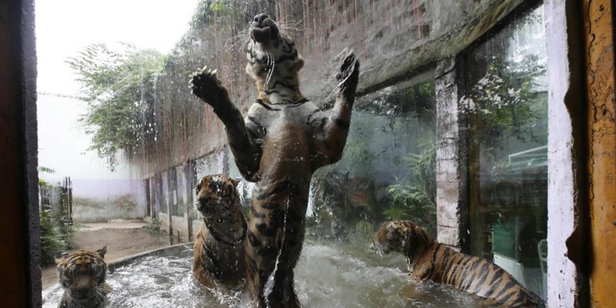 Otec pomohol synovi (11) cez plot v ZOO, tiger mu odhryzol ruku!