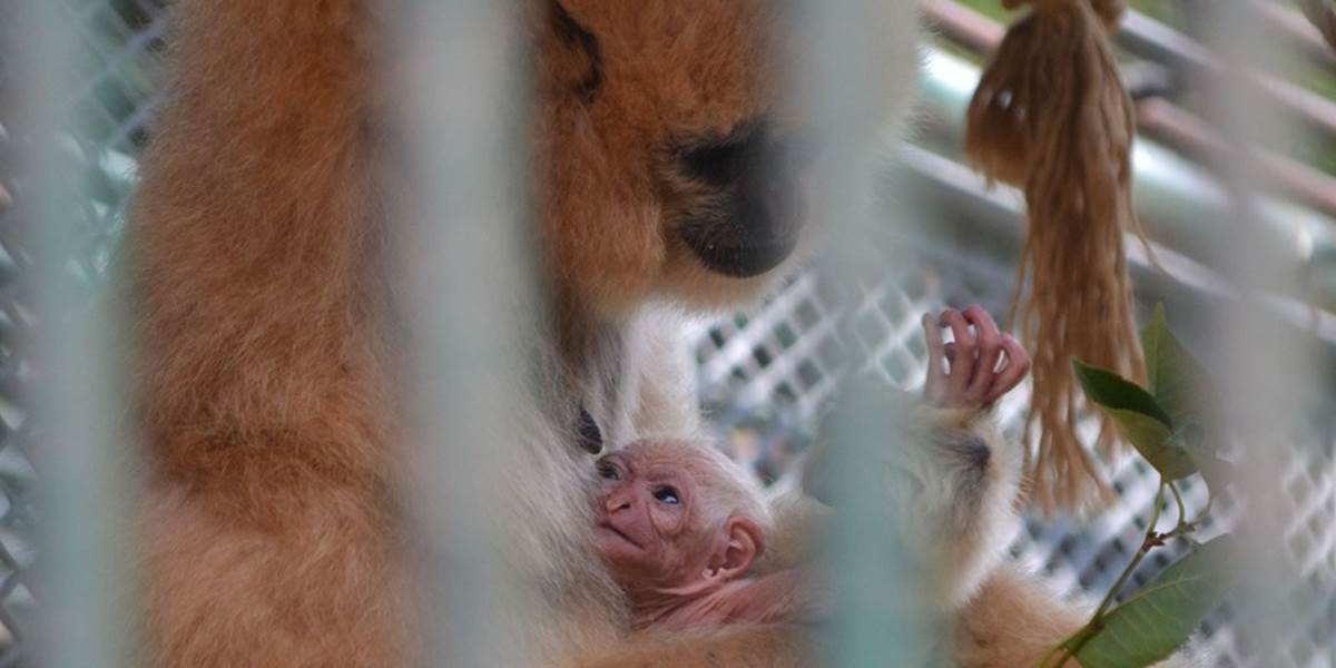 V bratislavskej zoo sa narodilo mláďa gibona zlatolíceho