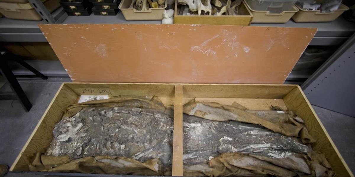 V pivnici múzea vo Philadelphii našli šesť a pol tisíc rokov starú kostru