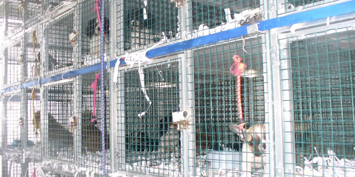 Zhabané šteňatá umierajú v útulku, polícia stále nerozhodla