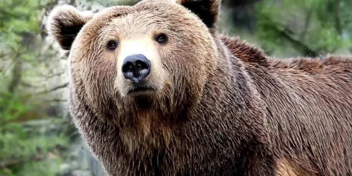 V lese pri Prievidzi sa údajne pohybuje medveď