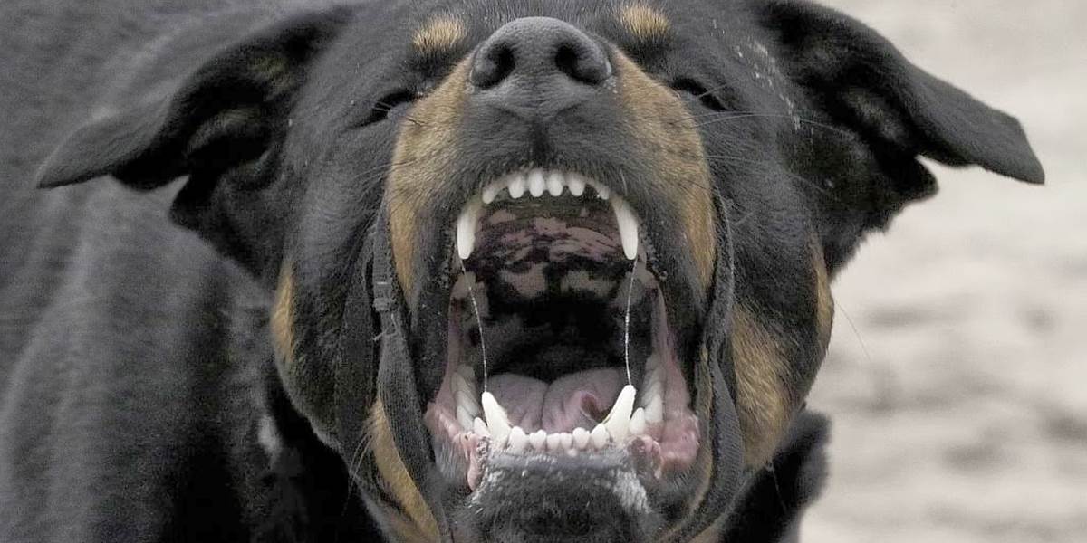 Na ženu zaútočil agresívny pes,policajti ho museli zastreliť