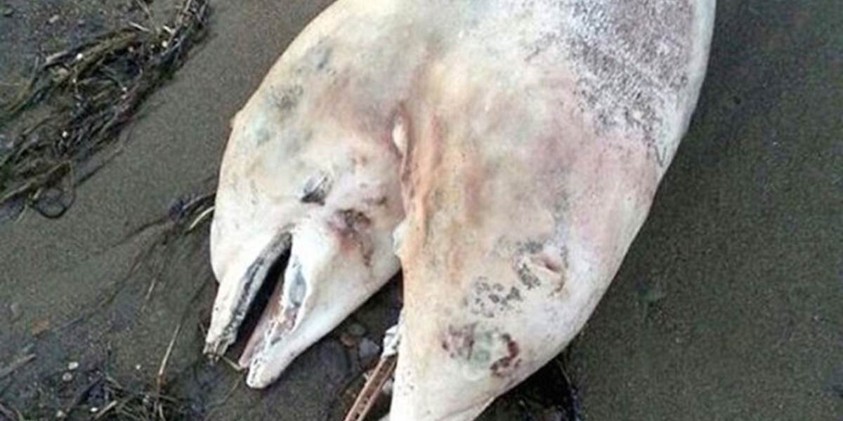 FOTO V Turecku vyplavilo na pláž mŕtvolu dvojhlavého delfína