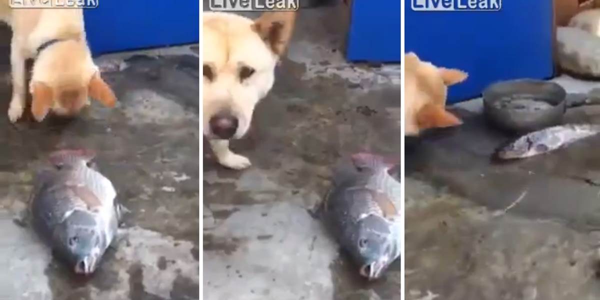 Dojemné VIDEO: Pes zachraňuje ulovené ryby!