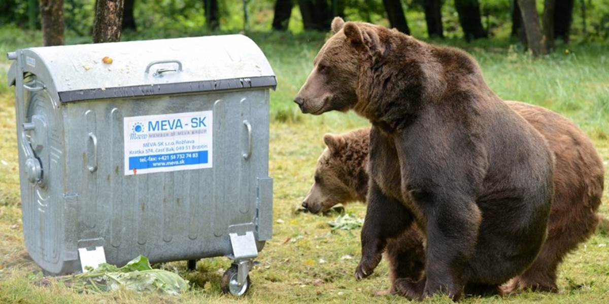 Po okraji Prešova sa potuluje medveď