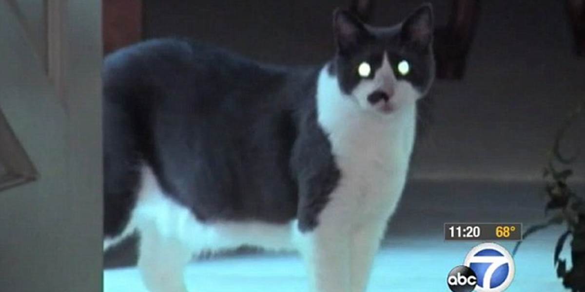 Zúrivá mačka bránila majiteľkám opustiť spálňu
