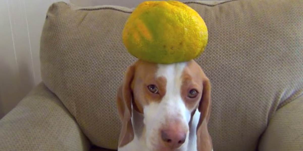 VIDEO Šikovný pes: Na hlave udrží takmer všetko!