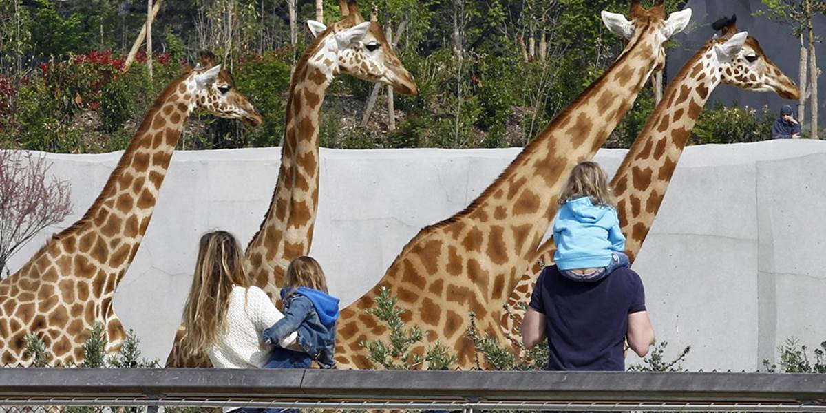 Žena chcela preliezť v zoo k žirafám, dostala kopanec aj pokutu