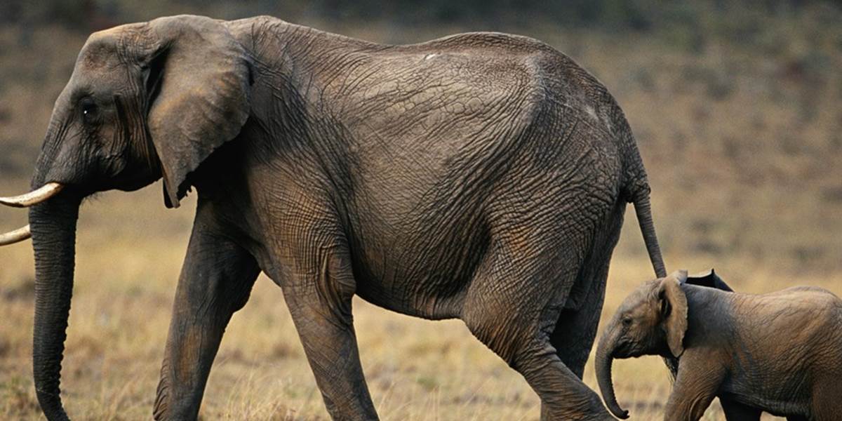 Pytliaci zabili v rokoch 2010-2012 v Afrike až 100-tisíc slonov