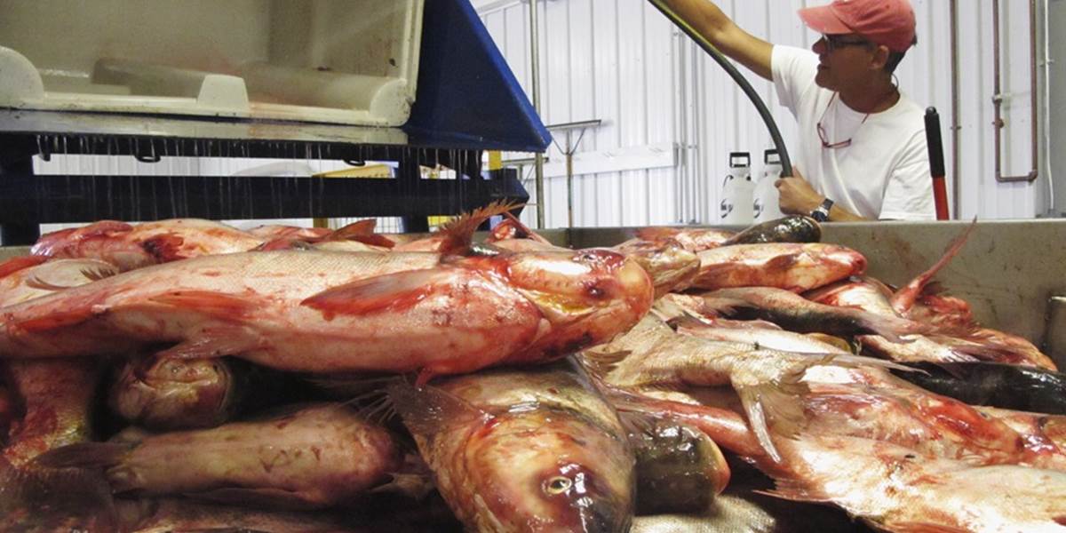 EÚ zrušila zákaz dovozu rýb z Faerských ostrovov