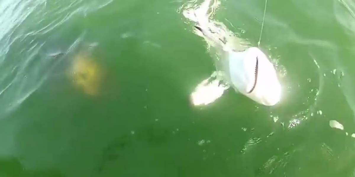 VIDEO Obrovská garupa zožrala žraloka chyteného na udici