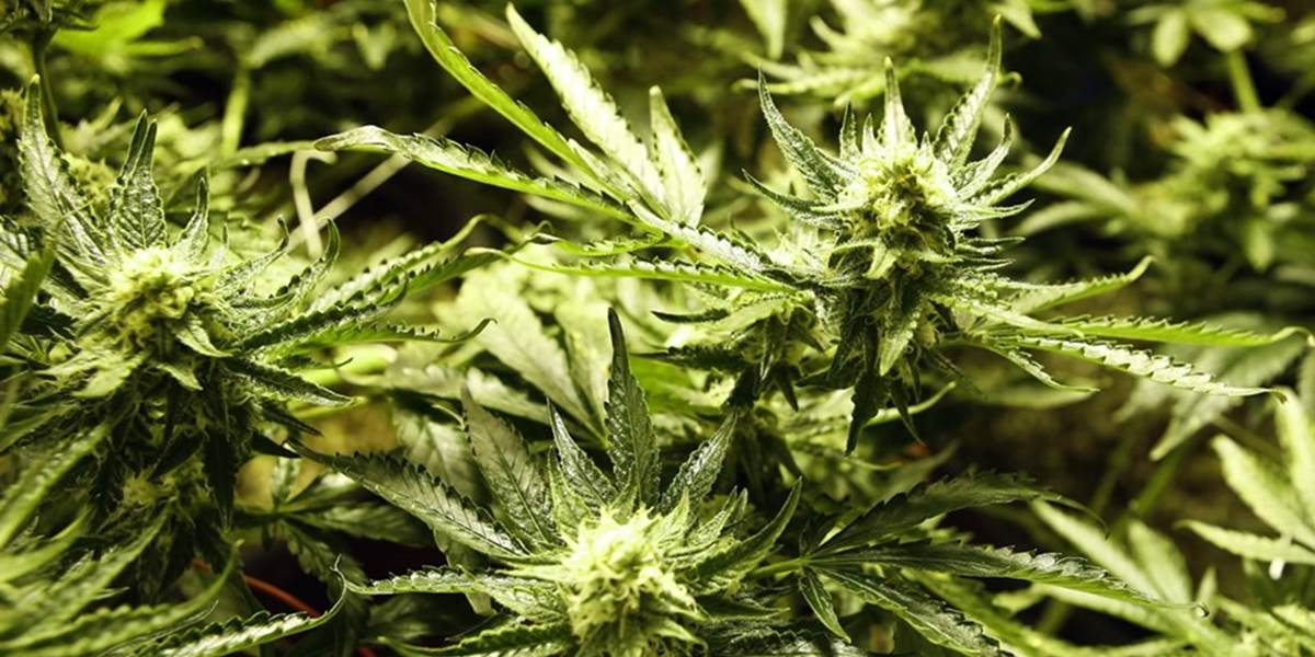 Holandská polícia objavila v lese nelegálnu plantáž marihuany