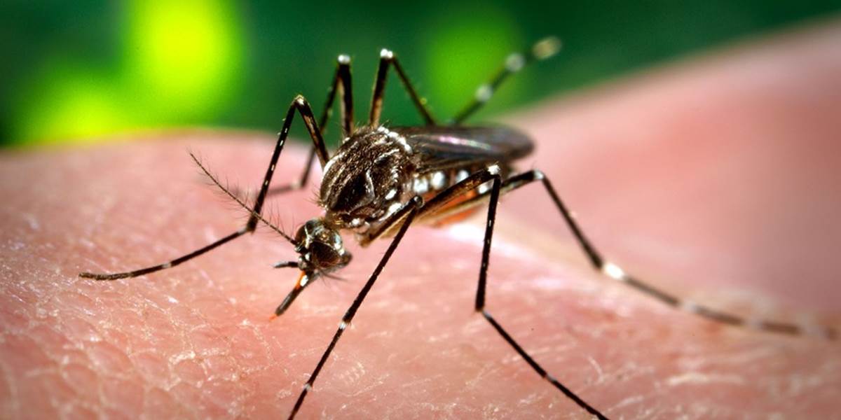 Japonsko zaznamenalo prvý výskyt horúčky dengue za 60 rokov
