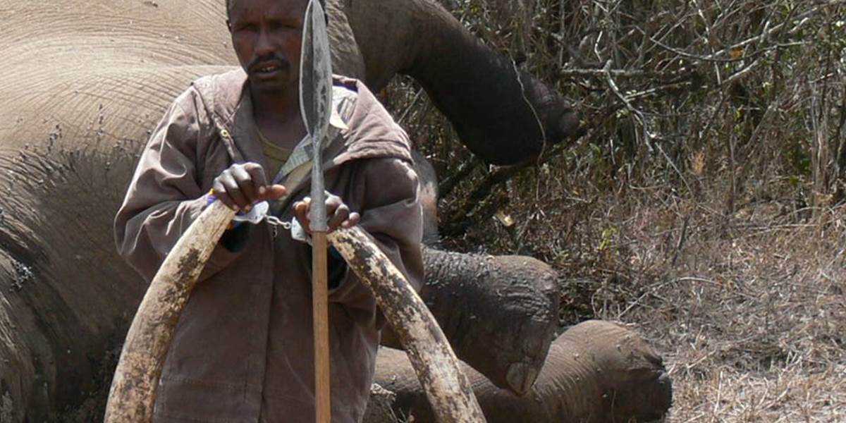 Skorumpovaní správcovia národného parku v Keni vraždia pytliakov slonov