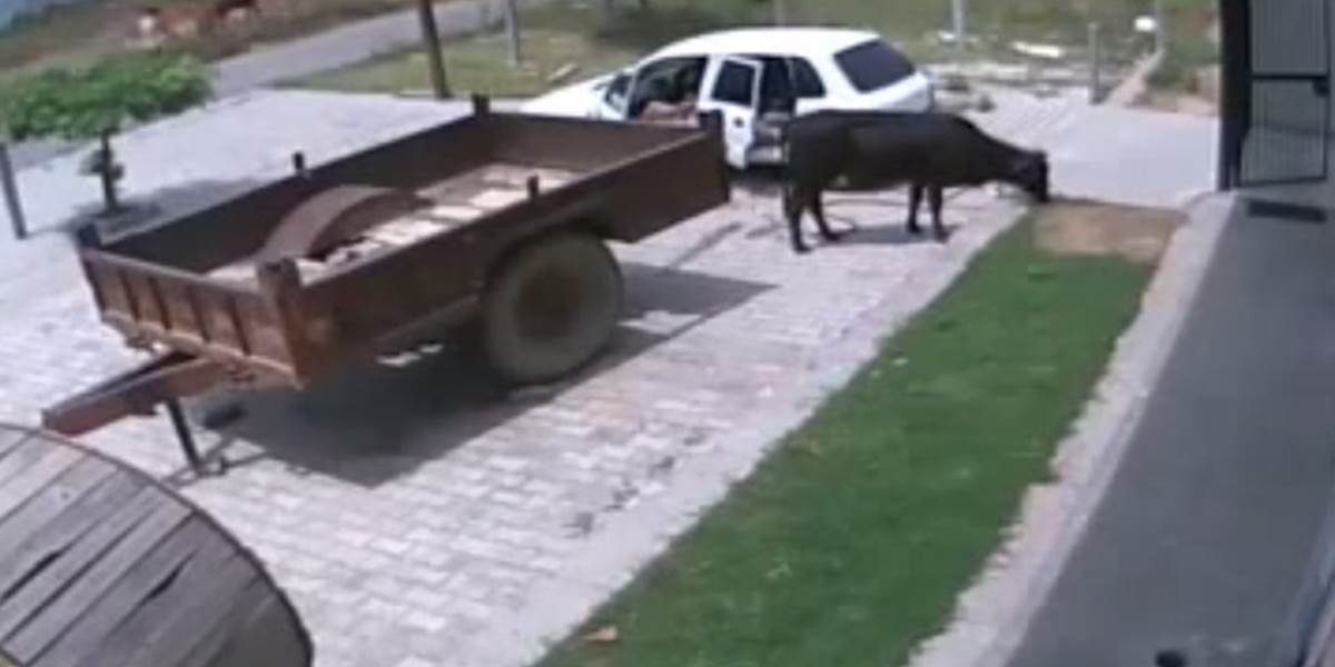 VIDEO Toto by nedokázal ani skúsený farmár: Muž natlačil kravu na zadné sedadlá osobného auta!