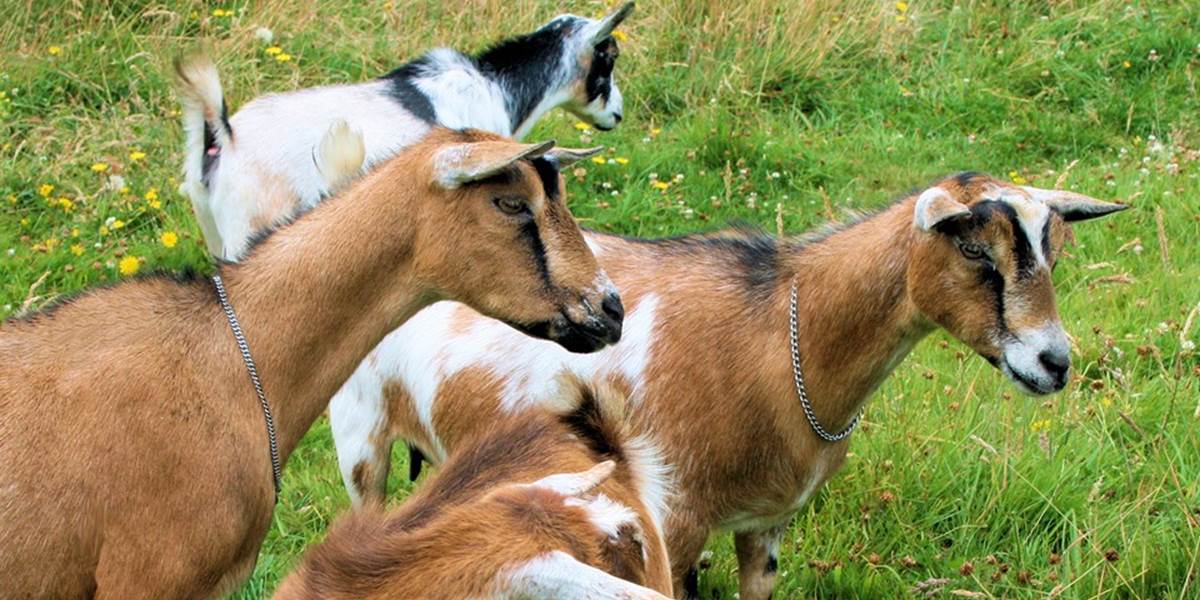Kozy spásli cudzí pozemok, ich majiteľ už čelí obvineniam