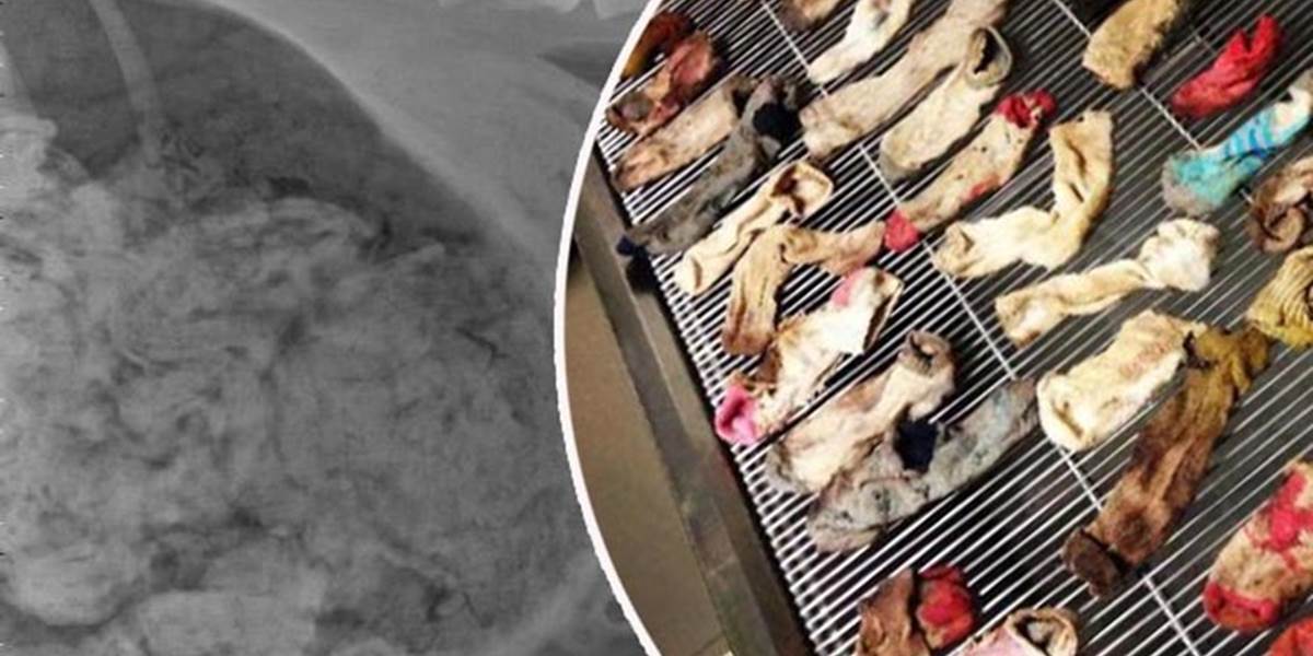 FOTO Prekvapení majitelia dánskej dogy: Pes mal v žalúdku 43 a pol ponožky