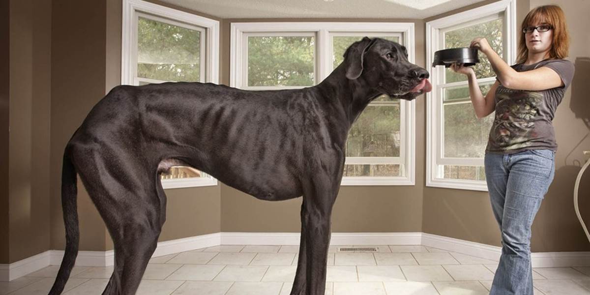 FOTO Zomrel najvyšší pes na svete: Nemecká doga Zeus
