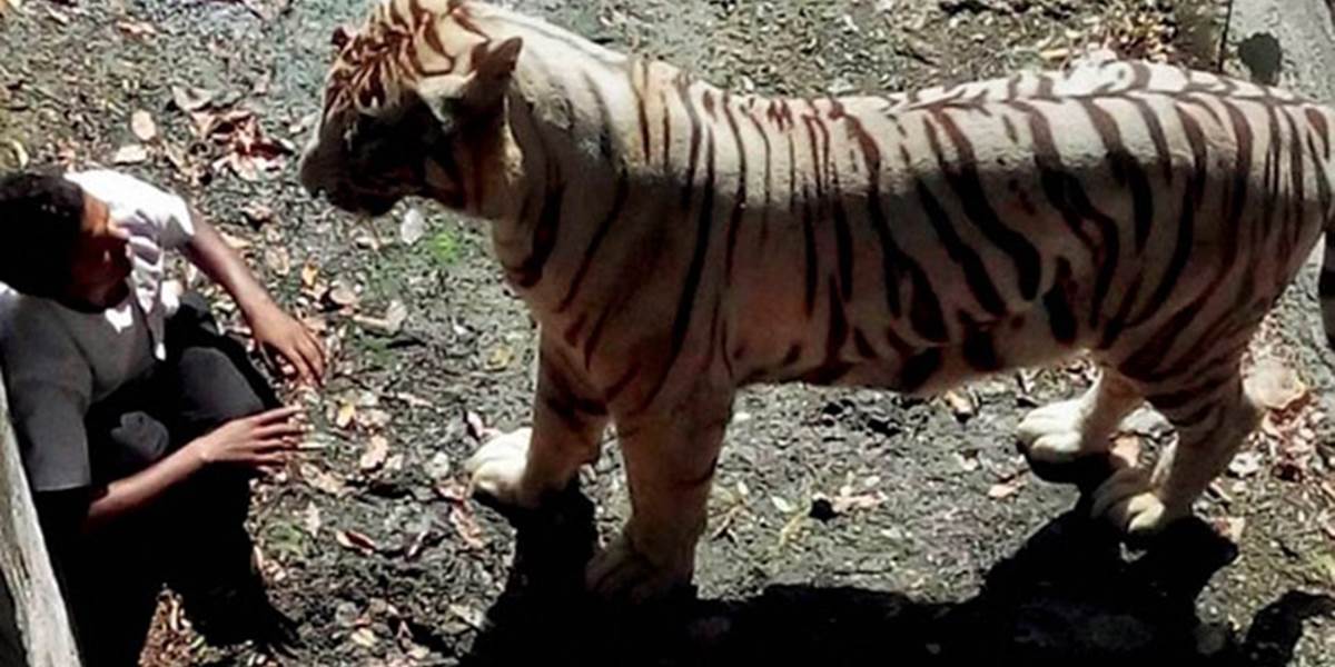 Šokujúce VIDEO: Biely tiger zabil školáka v zoo v metropole Naí Dillí!