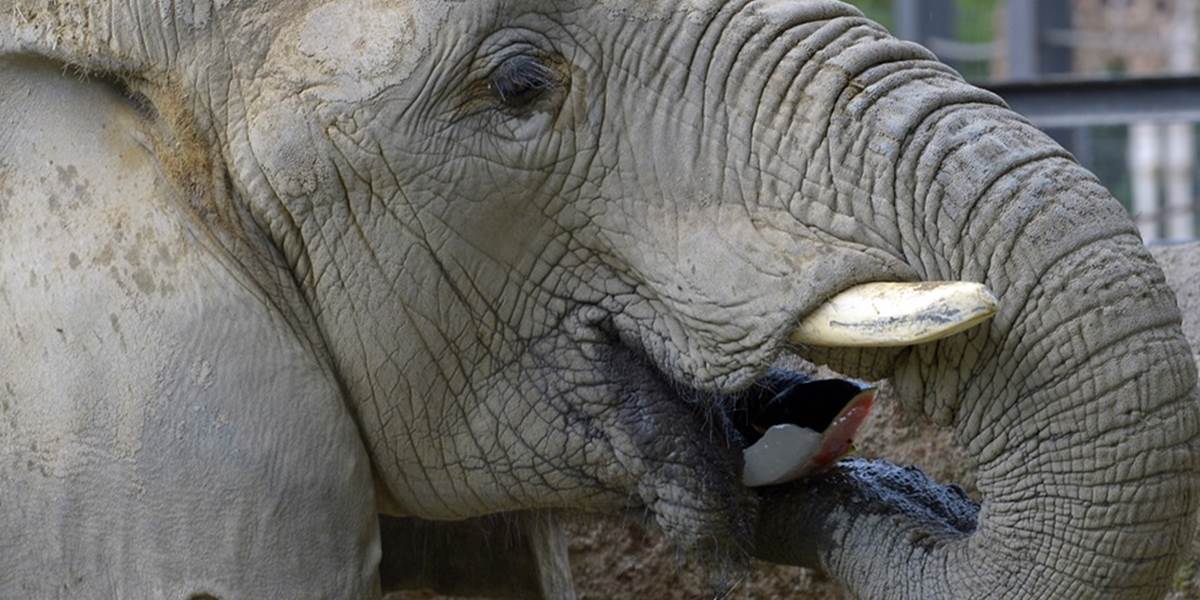 Na letisku vo Vietname skonfiškovali 59 sloních klov za viac ako 100 tisíc dolárov