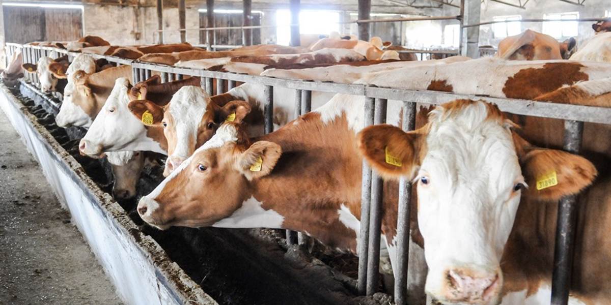 Na farme pri Svidníku uhynuli na infekčnú chorobu antrax dve kravy