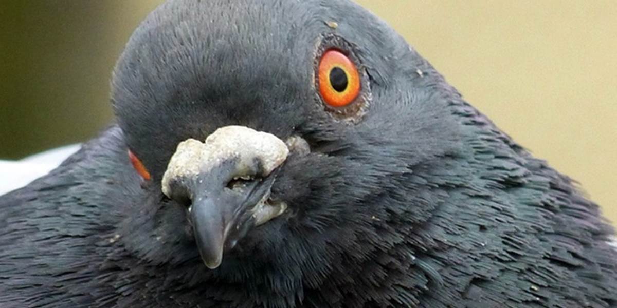 ČĽR oslavuje 65. výročie vzniku, 10-tisíc holubov prešlo análnou prehliadkou