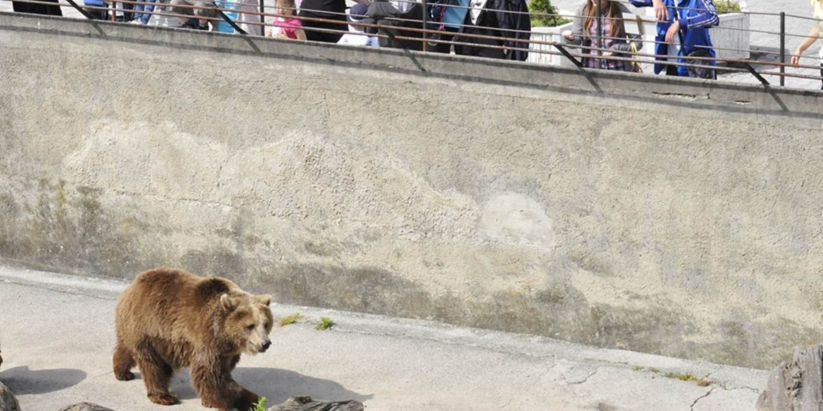 Výbeh medveďov v bojnickej ZOO prešiel rekonštrukciou, ďalšia ho čaká