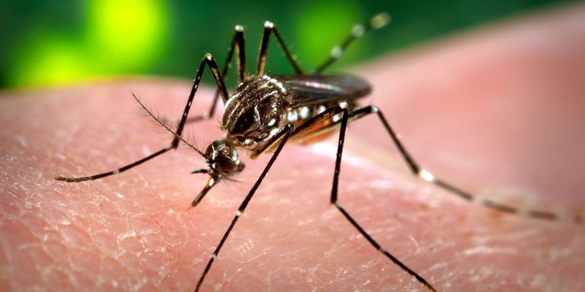 Na horúčku dengue zomrelo v Malajzii tento rok o 200 percent ľudí viac ako vlani