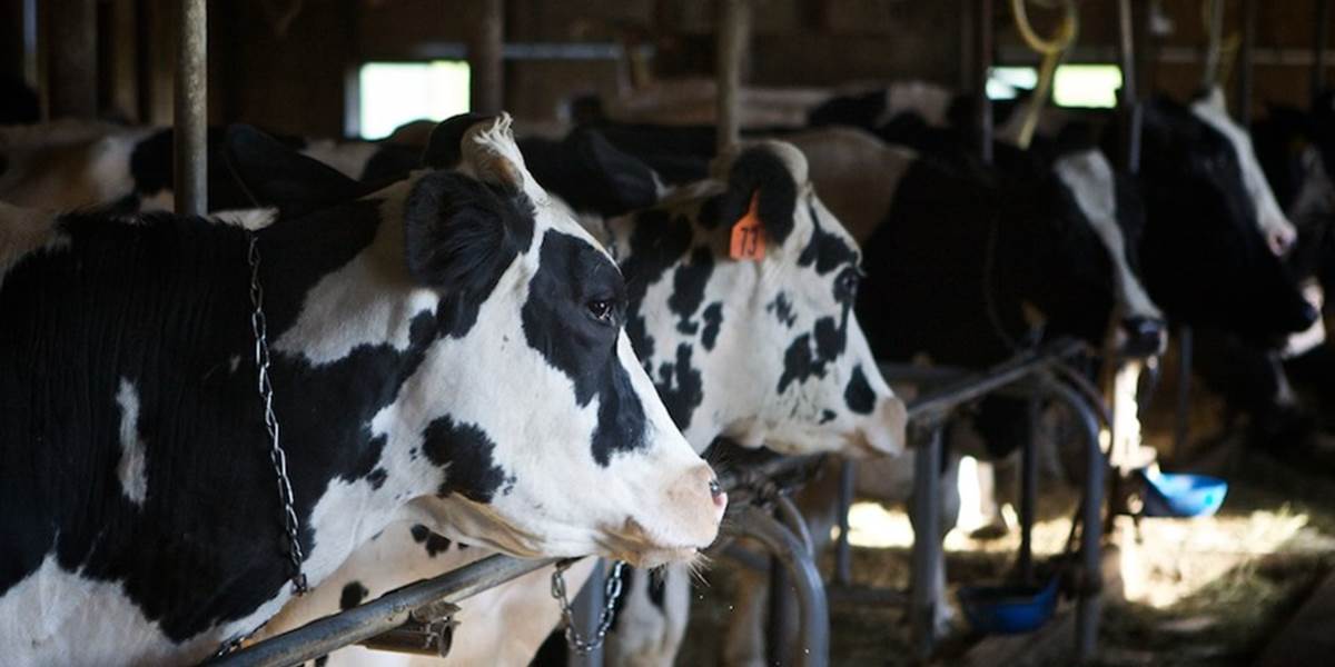 Na farme, kde uhynuli kravy na antrax, začnú podávať vakcínu v utorok