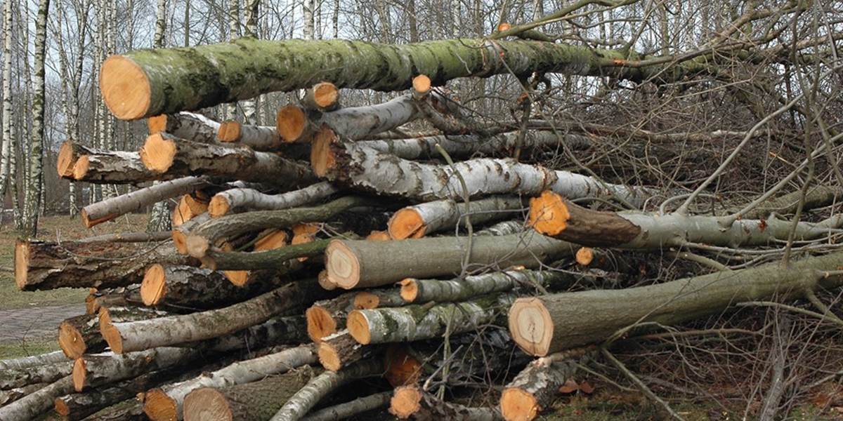 Polícia rieši nelegálny výrub stromov v okrese Kežmarok: Škoda je za tisíce eur