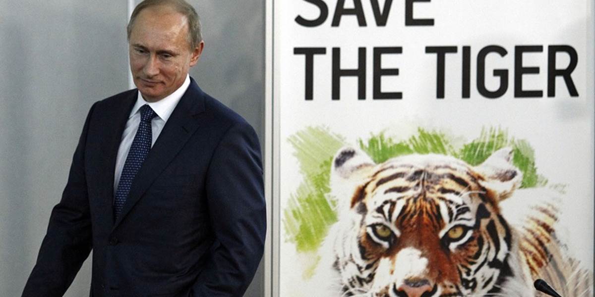 Putinov tiger je podozrivý, že na severovýchode Číny dlávi sliepky