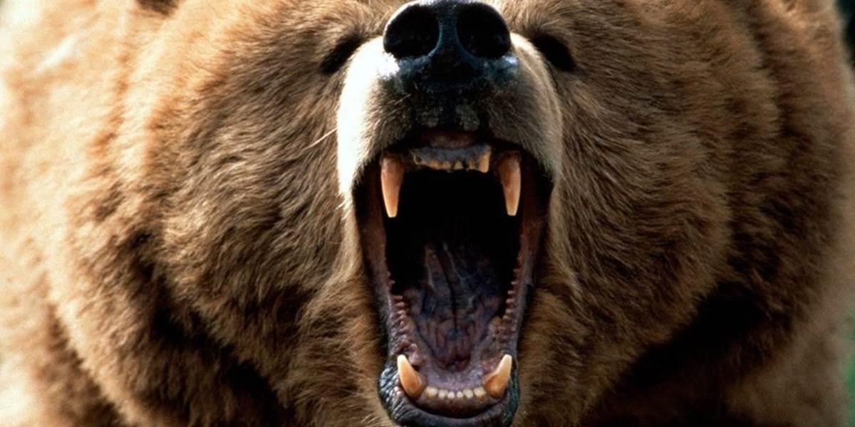 Útok v čínskej zoo: Medveď odhrýzol chlapcovi ruku!