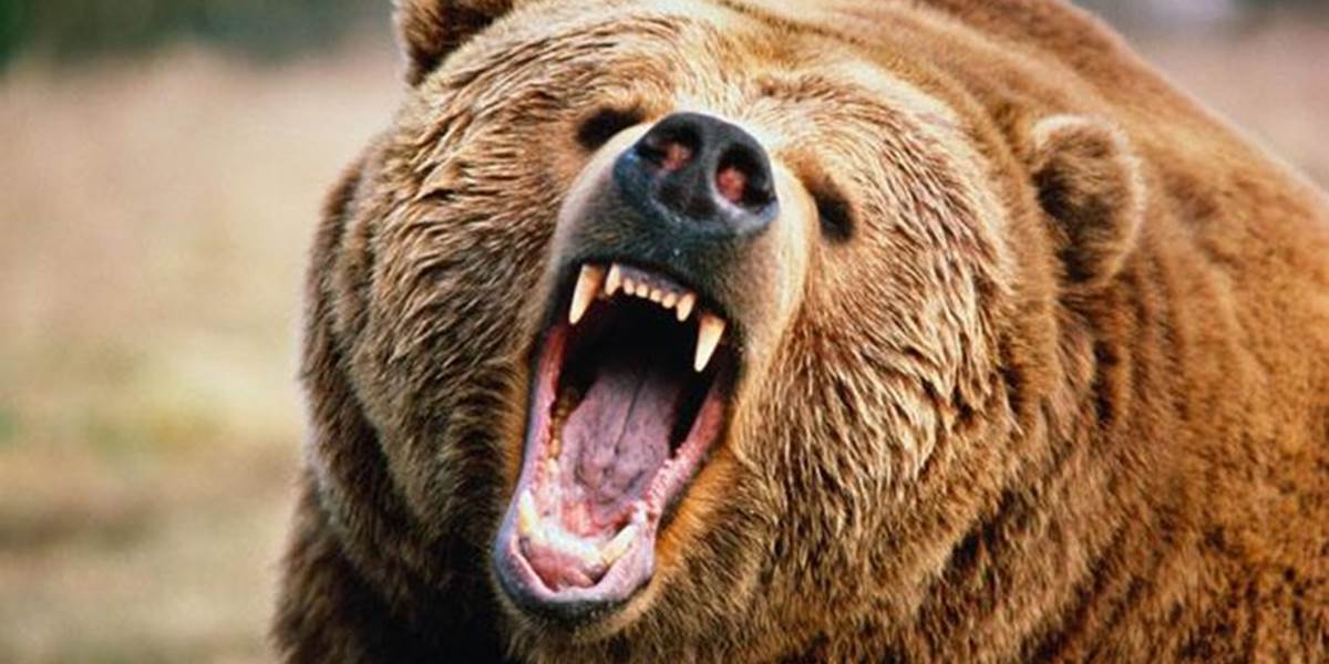Rozzúrený medveď útočil v Poľsku: Zabil muža, napadol aj záchranárov!