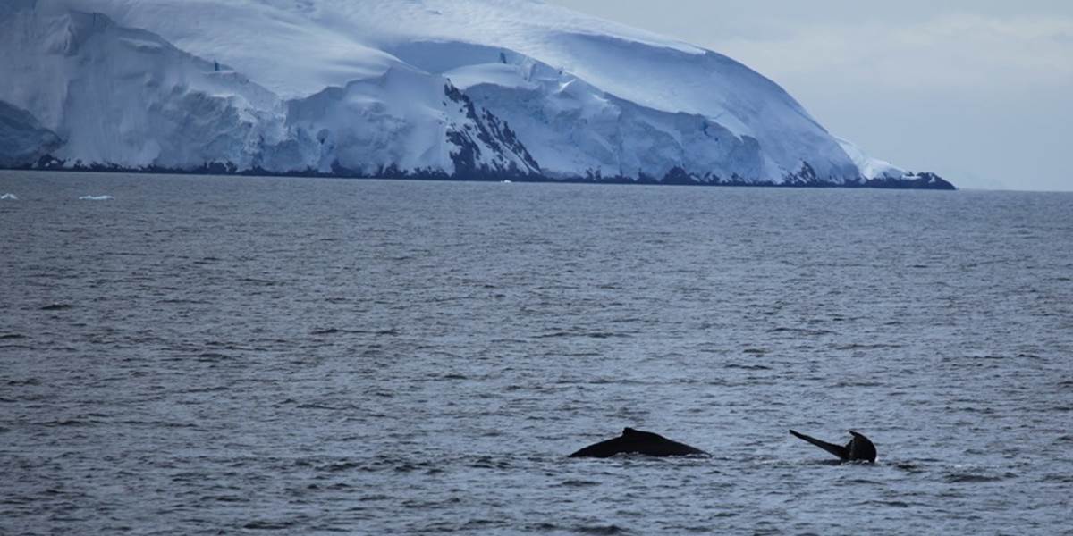 Čína a Rusko zablokovali vytvorenie morskej rezervácie pri Antarktíde