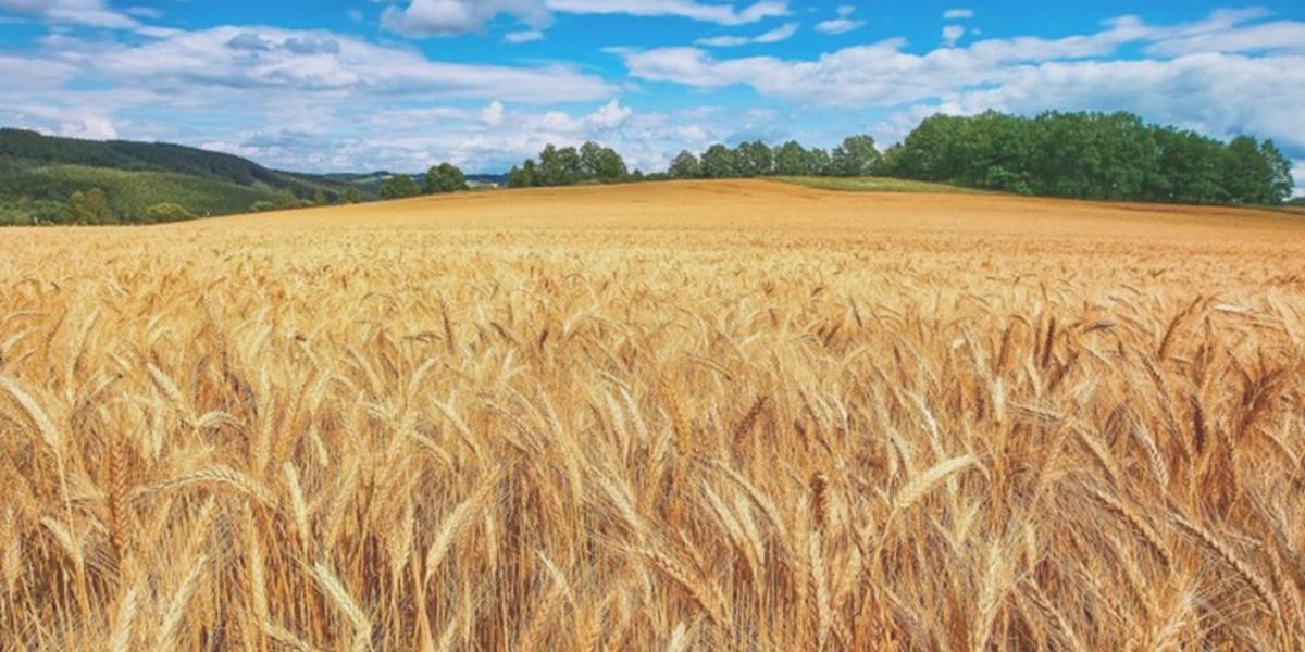 Poškodili 28 hektárov pšenice za 9 500 eur