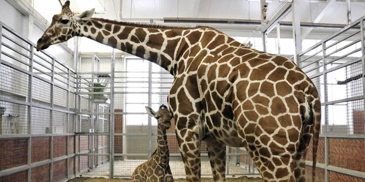 Zoo v Dallase predala práva na pomenovanie mladej žirafy