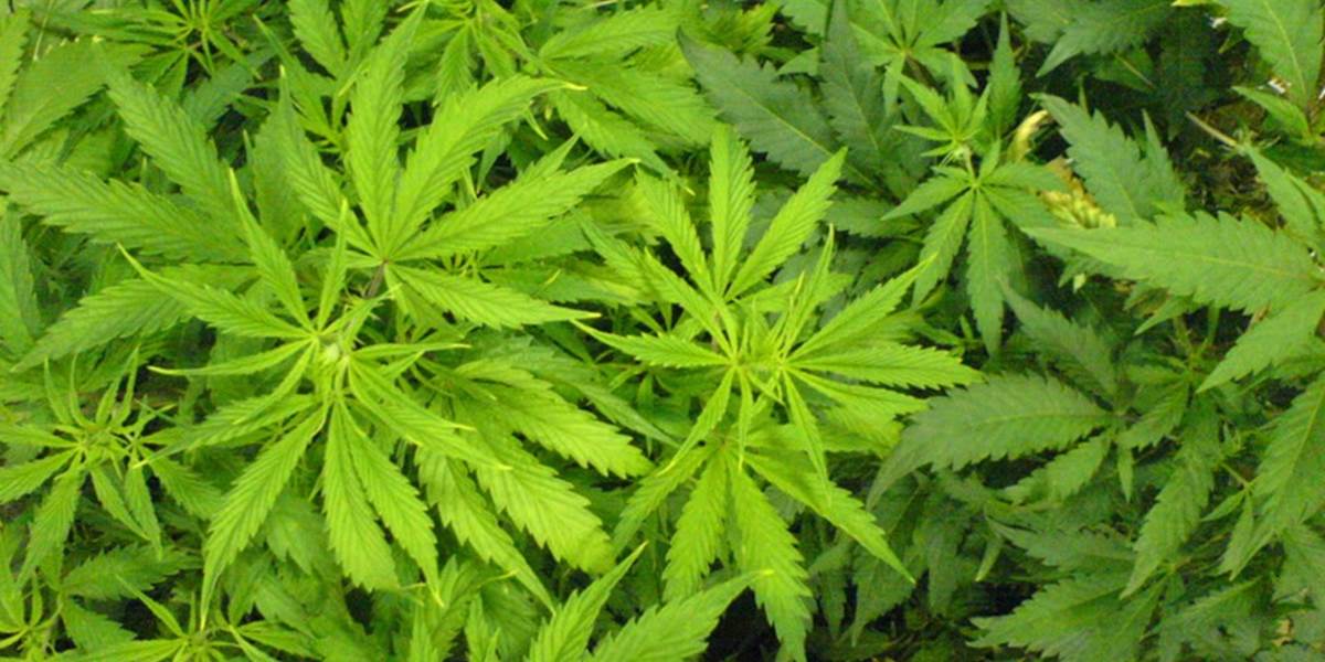 Marihuanu tesne zlegalizovali aj na Aljaške